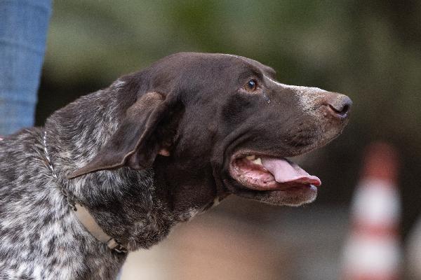Igor Splendido Giovane Bracco Tedesco Cerca Famiglia  Foto 4
